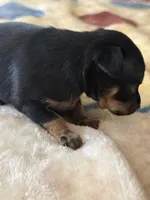 Prada - toy terrier black and tan female , a female Russian Toy for sale in Warrington, PA – Photo 3 of 5