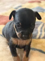 Prada - toy terrier black and tan female , a female Russian Toy for sale in Warrington, PA – Photo 5 of 5