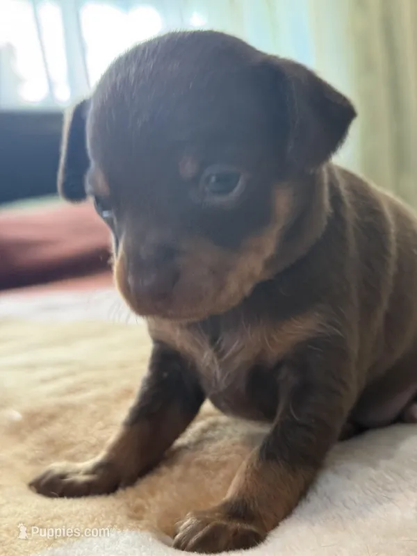 Chocolate and Tan Female Russian Toy  – Russkiy Toy puppy for sale in Warrington, PA