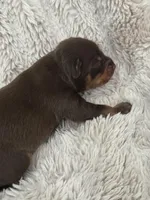 Chocolate and Tan Female Russian Toy , a female Russkiy Toy for sale in Warrington, PA – Photo 1 of 4