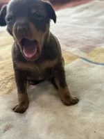 Chocolate and Tan Female Russian Toy , a female Russian Toy for sale in Warrington, PA – Photo 8 of 9