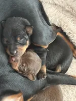 Chocolate and Tan Female Russian Toy , a female Russkiy Toy for sale in Warrington, PA – Photo 3 of 4