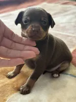 Chocolate and Tan Female Russian Toy , a female Russian Toy for sale in Warrington, PA – Photo 6 of 9