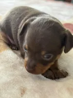 Chocolate and Tan Female Russian Toy , a female Russian Toy for sale in Warrington, PA – Photo 9 of 9