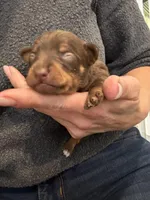 Chocolate and Tan Female Russian Toy , a female Russkiy Toy for sale in Warrington, PA – Photo 4 of 4