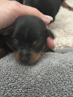 Black and tan toy terrier female , a female Russkiy Toy for sale in Warrington, PA – Photo 2 of 4