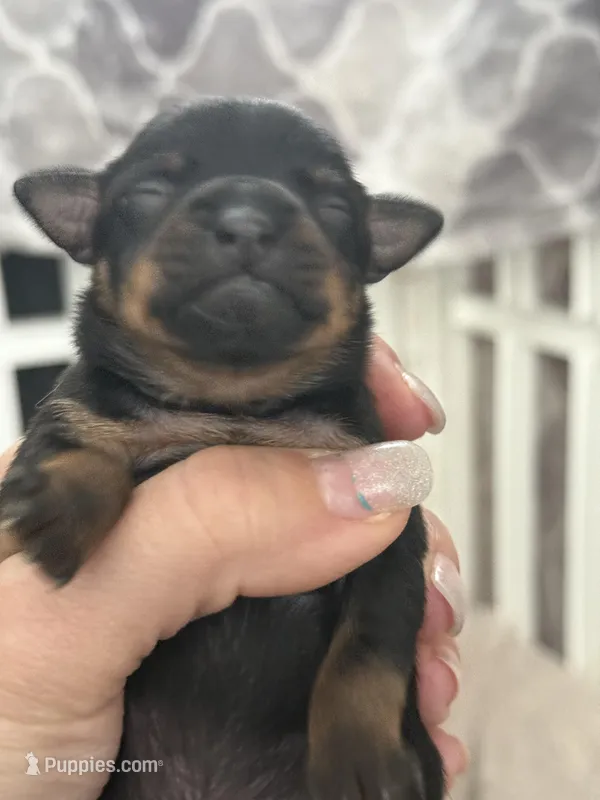 Black and tan toy terrier female  – Russkiy Toy puppy for sale in Warrington, PA