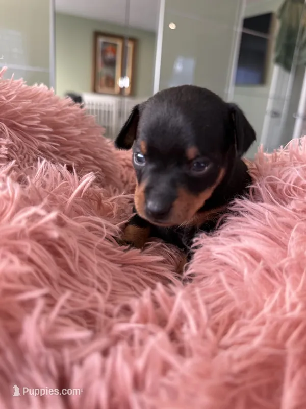 Black and tan toy terrier female  – Russkiy Toy puppy for sale in Warrington, PA