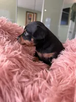 Black and tan toy terrier female , a female Russian Toy for sale in Warrington, PA – Photo 9 of 9