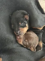 Black and tan toy terrier female , a female Russkiy Toy for sale in Warrington, PA – Photo 4 of 4