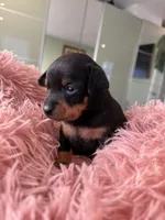 Black and tan toy terrier female , a female Russian Toy for sale in Warrington, PA – Photo 2 of 9