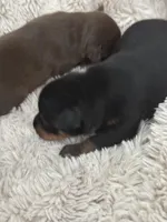 Black and tan toy terrier female , a female Russkiy Toy for sale in Warrington, PA – Photo 3 of 4