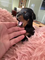 Black and tan toy terrier female , a female Russian Toy for sale in Warrington, PA – Photo 7 of 9