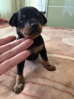 Black and tan toy terrier female , a female Russian Toy for sale in Warrington, PA – Photo 3 of 9