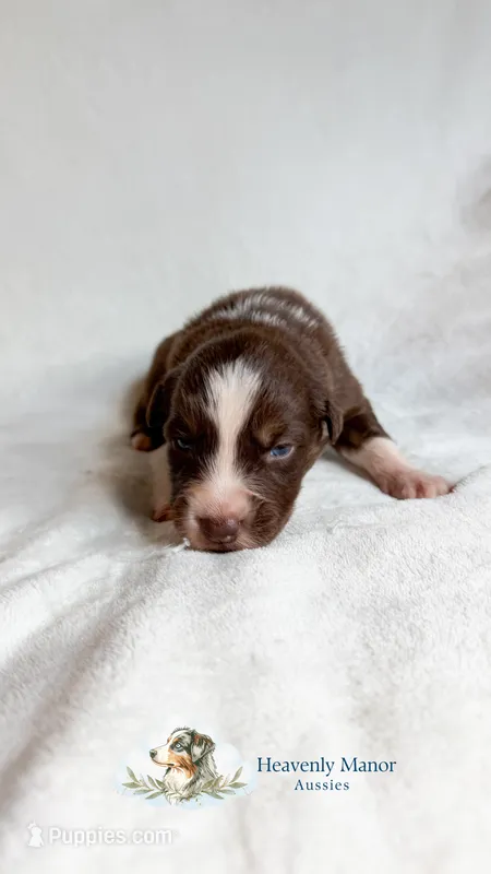 Chomper – Australian Shepherd puppy for sale in Vine Grove, KY