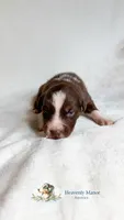 Chomper, a male Australian Shepherd for sale in Vine Grove, KY – 1 of 3