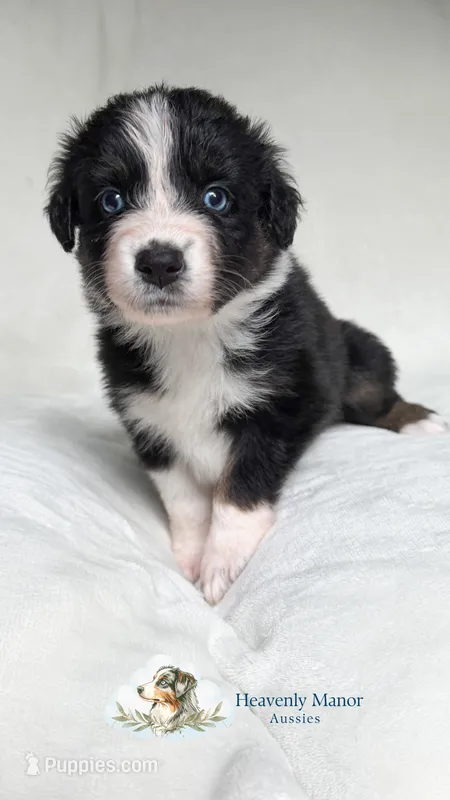 Mavis – Australian Shepherd puppy for sale in Vine Grove, KY