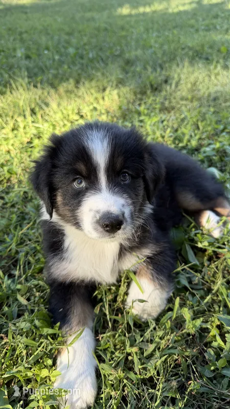 Duke – Australian Shepherd puppy for sale in Vine Grove, KY