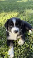 Duke, a male Australian Shepherd for sale in Vine Grove, KY – 4 of 10
