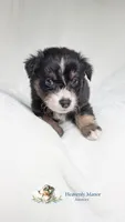 Ranger, a male Australian Shepherd for sale in Vine Grove, KY – 7 of 10