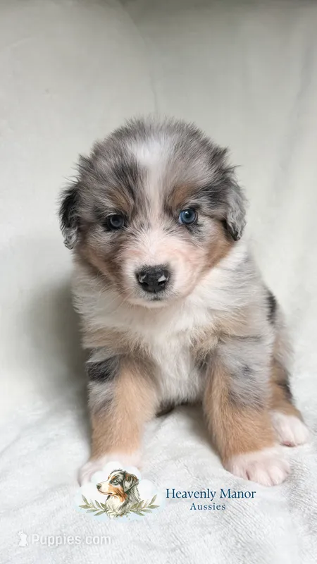 Bandit – Australian Shepherd puppy on hold in Vine Grove, KY