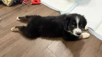 Duke, a male Australian Shepherd for sale in Vine Grove, KY – 5 of 10