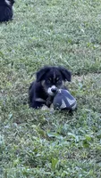 Ranger, a male Australian Shepherd for sale in Vine Grove, KY – 2 of 10