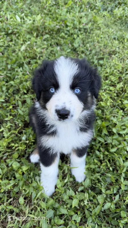 Butler – Australian Shepherd puppy for sale in Vine Grove, KY