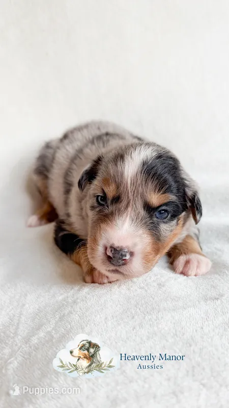 Scout – Australian Shepherd puppy for sale in Vine Grove, KY