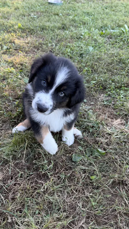 Duke – Australian Shepherd puppy for sale in Vine Grove, KY