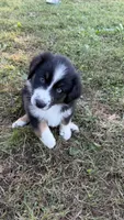 Duke, a male Australian Shepherd for sale in Vine Grove, KY – 1 of 10