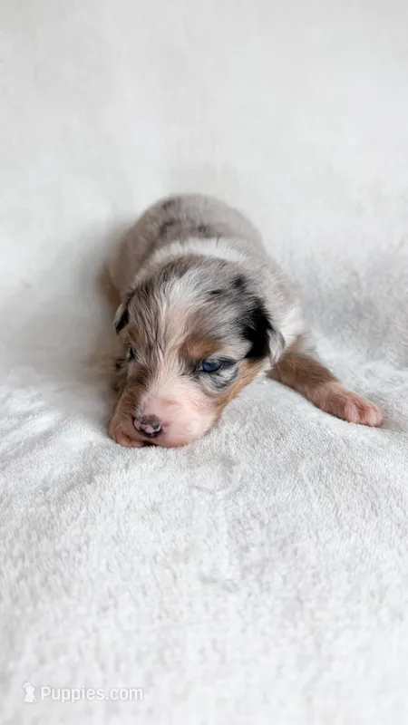 Willow – Australian Shepherd puppy for sale in Vine Grove, KY