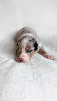 Willow, a female Australian Shepherd for sale in Vine Grove, KY – 1 of 3