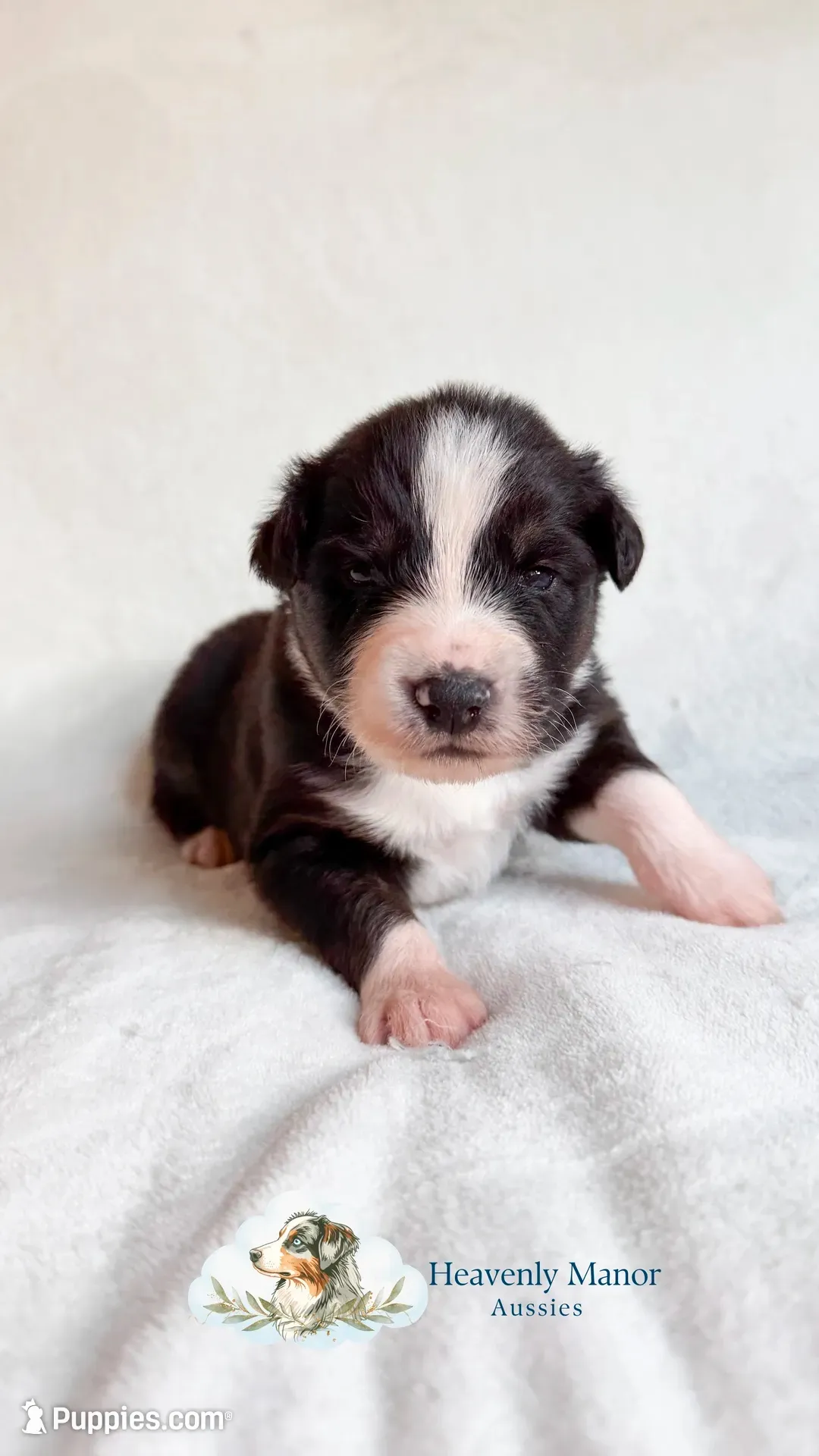 Duke, a male Australian Shepherd for sale in Vine Grove, KY – 8 of 10