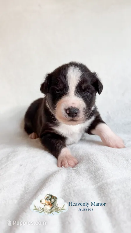 Duke – Australian Shepherd puppy for sale in Vine Grove, KY