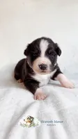 Duke, a male Australian Shepherd for sale in Vine Grove, KY – 1 of 1