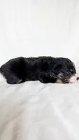 Ranger, a male Australian Shepherd for sale in Vine Grove, KY – 3 of 3