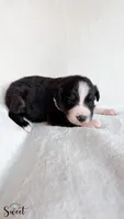 Duke, a male Australian Shepherd for sale in Vine Grove, KY – 9 of 10