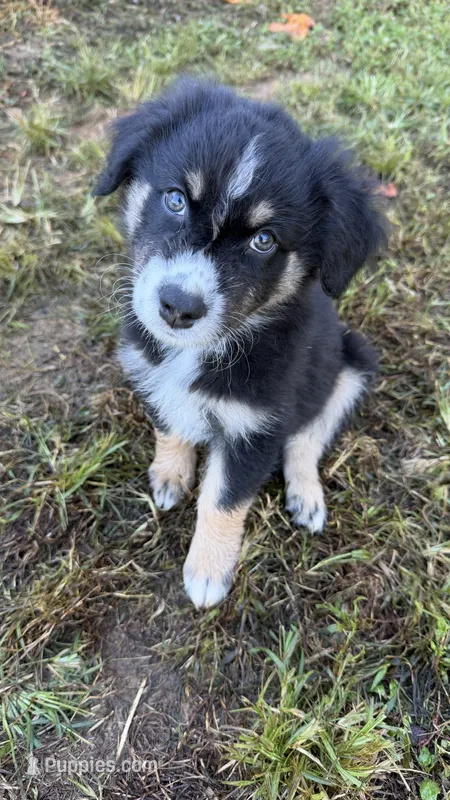 Ranger – Australian Shepherd puppy for sale in Vine Grove, KY