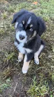 Ranger, a male Australian Shepherd for sale in Vine Grove, KY – 1 of 10
