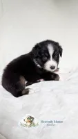 Duke, a male Australian Shepherd for sale in Vine Grove, KY – 7 of 10