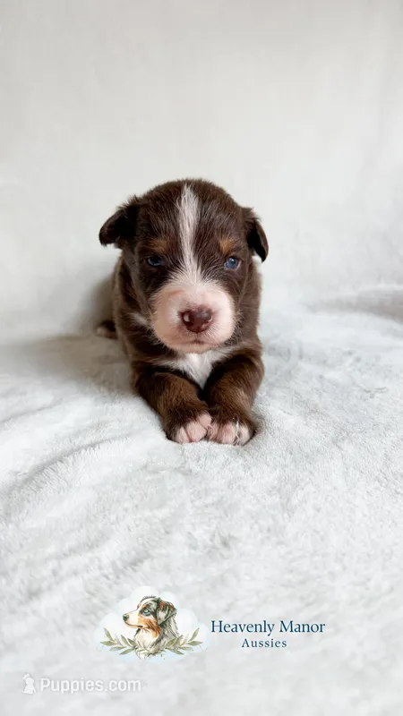 Rusty – Australian Shepherd puppy for sale in Vine Grove, KY
