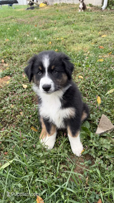 Duke – Australian Shepherd puppy for sale in Vine Grove, KY