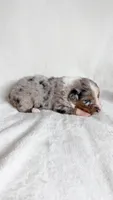 Willow, a female Australian Shepherd for sale in Vine Grove, KY – 2 of 3