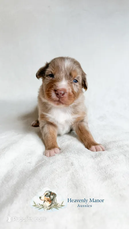 Maverick – Australian Shepherd puppy for sale in Vine Grove, KY