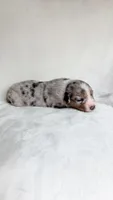 Bandit, a male Australian Shepherd for sale in Vine Grove, KY – 3 of 3