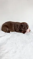 Rusty, a male Australian Shepherd for sale in Vine Grove, KY – 2 of 3