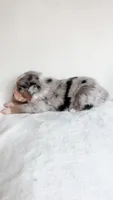 Bandit, a male Australian Shepherd for sale in Vine Grove, KY – 2 of 3