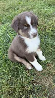 Chomper, a male Australian Shepherd for sale in Vine Grove, KY – 2 of 8