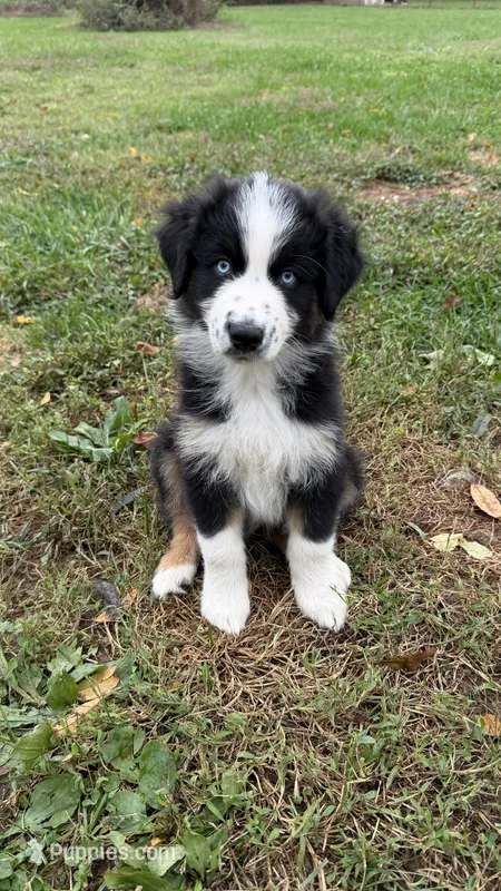 Butler – Australian Shepherd puppy for sale in Vine Grove, KY